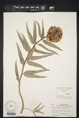 Asclepias asperula image