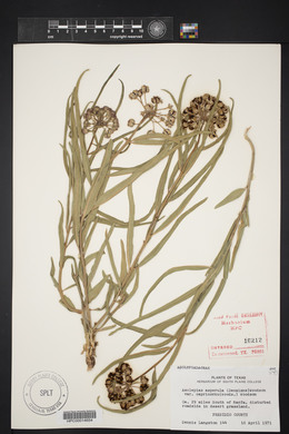 Asclepias asperula image