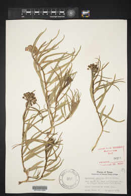 Asclepias asperula image