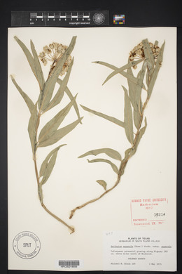 Asclepias asperula image