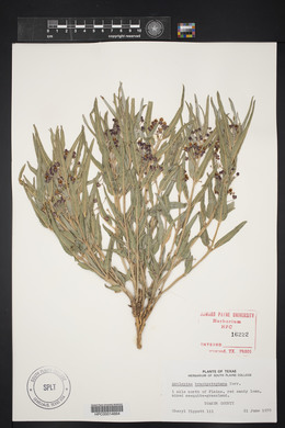 Asclepias brachystephana image