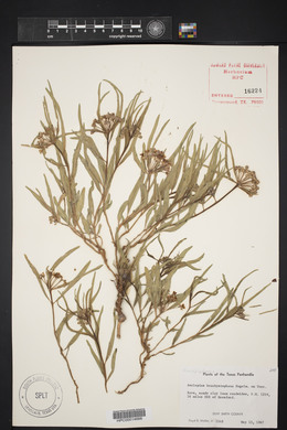 Asclepias brachystephana image