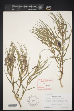 Asclepias brachystephana image