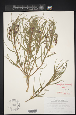 Asclepias brachystephana image