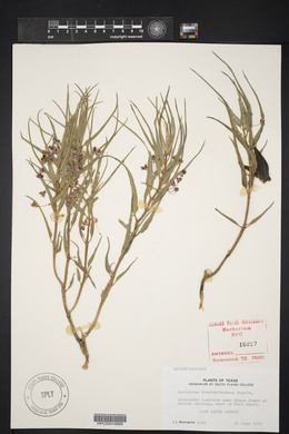 Asclepias brachystephana image