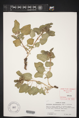 Asclepias oenotheroides image