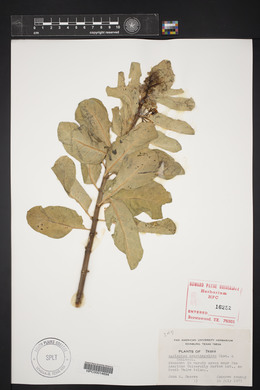 Asclepias oenotheroides image