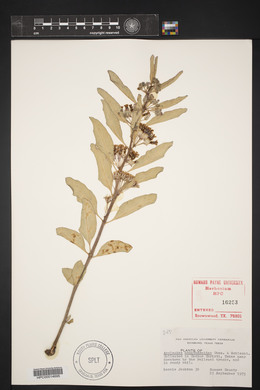 Asclepias oenotheroides image