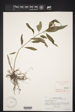 Asclepias perennis image