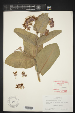 Asclepias speciosa image