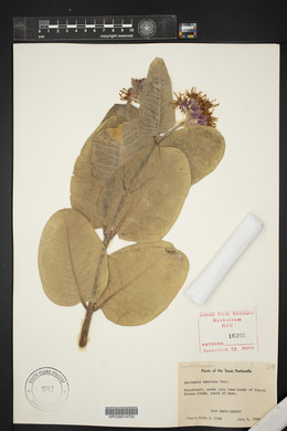 Asclepias speciosa image