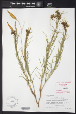 Asclepias subverticillata image