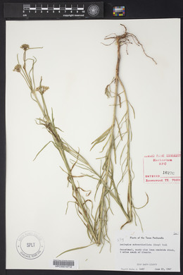 Asclepias subverticillata image