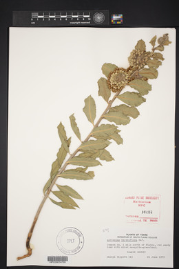 Asclepias viridiflora image