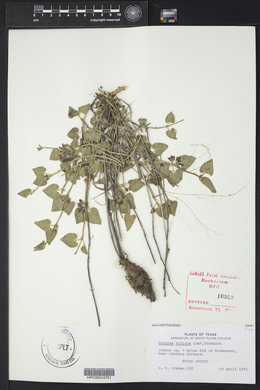 Matelea biflora image