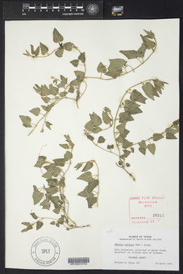 Matelea biflora image