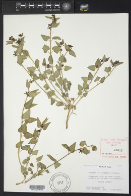 Matelea biflora image