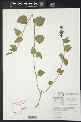 Matelea biflora image