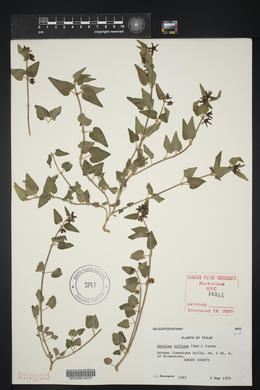 Matelea biflora image