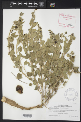 Matelea biflora image