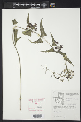 Funastrum crispum image