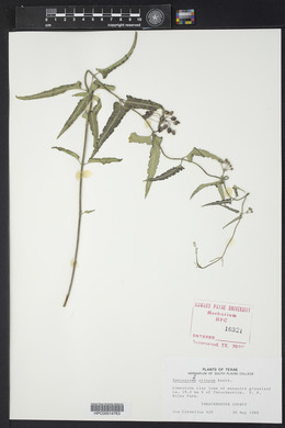 Funastrum crispum image