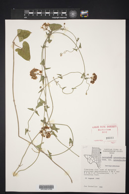 Funastrum cynanchoides image