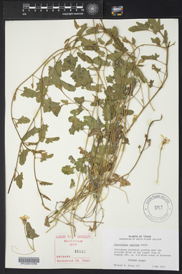 Convolvulus equitans image