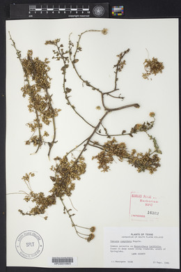 Cuscuta cuspidata image