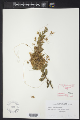 Cuscuta cuspidata image