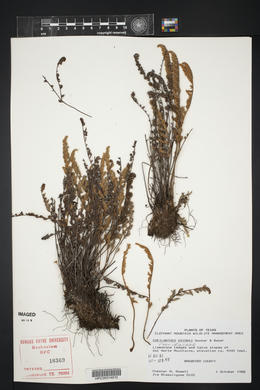 Myriopteris rufa image