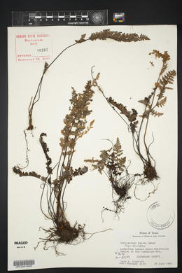 Myriopteris rufa image