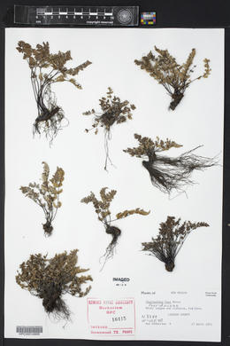Myriopteris gracilis image