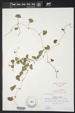 Dichondra brachypoda image