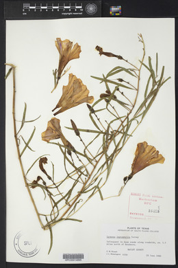 Ipomoea leptophylla image