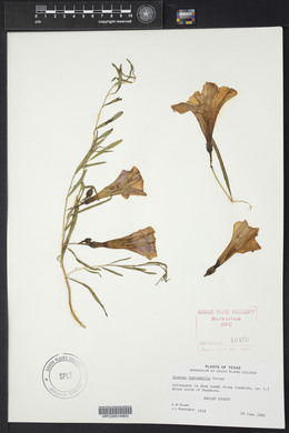 Ipomoea leptophylla image