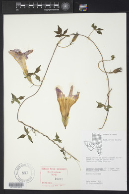 Ipomoea purpurea image