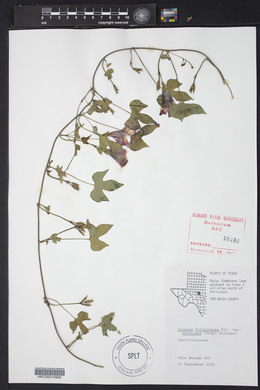 Ipomoea trichocarpa image