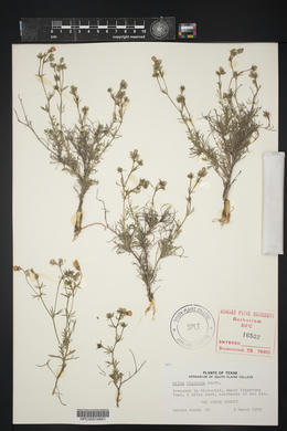 Gilia rigidula image