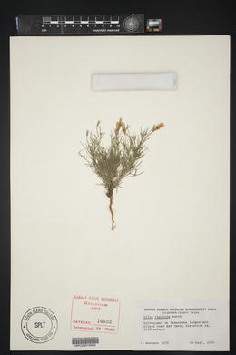 Gilia rigidula image