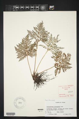Cheilanthes leucopoda image