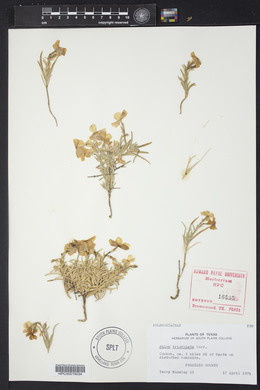 Phlox triovulata image