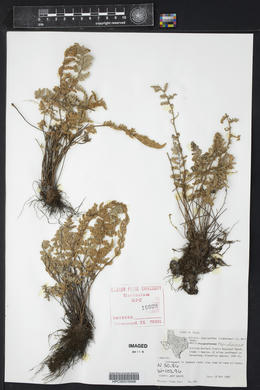 Myriopteris lindheimeri image