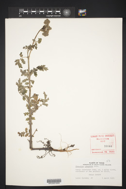 Phacelia congesta image