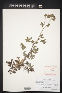 Phacelia congesta image