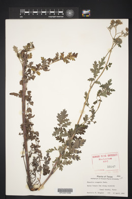 Phacelia congesta image