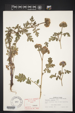 Phacelia congesta image