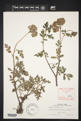 Phacelia congesta image