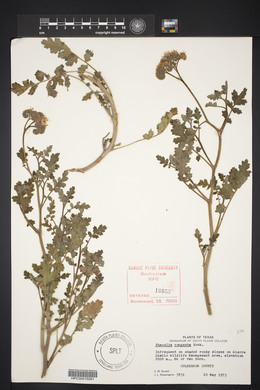 Phacelia congesta image