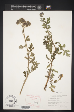 Phacelia congesta image